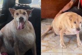 Street Dog’s Recovery Slips Backward Until Rescuers Step in Again Before It’s Too Late