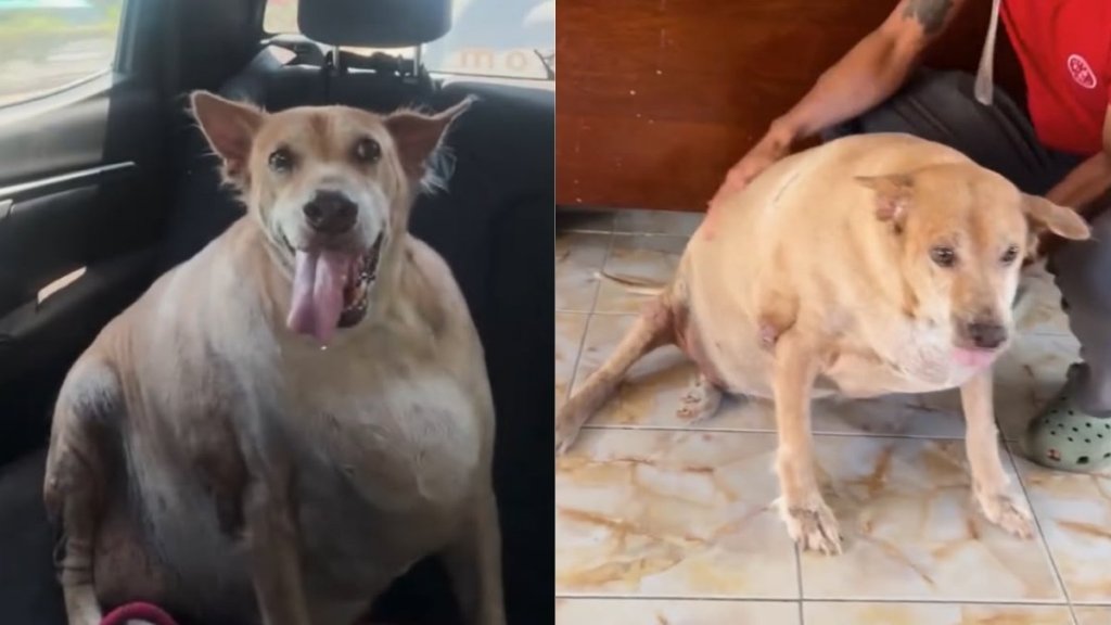 Street Dog’s Recovery Slips Backward Until Rescuers Step in Again Before It’s Too Late