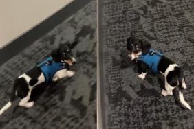 Tiny Dog Is Learning to Walk Without a Leash but Still Needs to Know Dad Is There