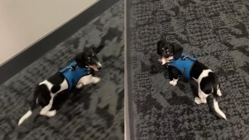 Tiny Dog Is Learning to Walk Without a Leash but Still Needs to Know Dad Is There