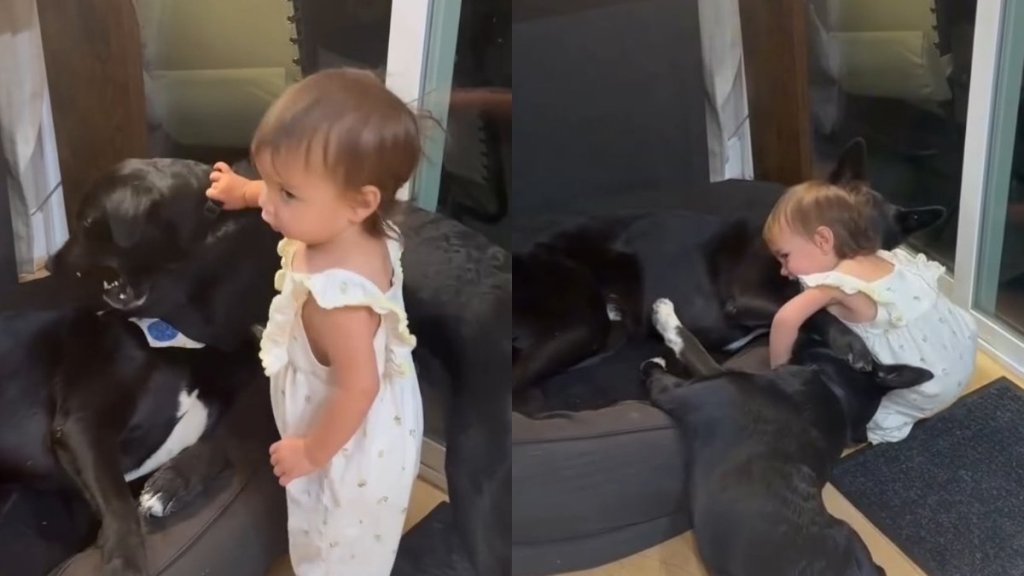 One Tiny Toddler Somehow Becomes the Fun Police for the Dogs & They Don’t Even Mind