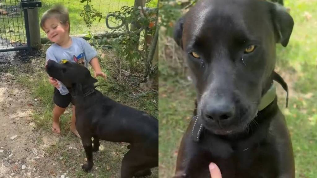 Toddler Sneaks Neighbor’s Dog Into His Home for a Playdate, Only To Get Showered With Kisses