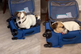 tripod rescue dog
