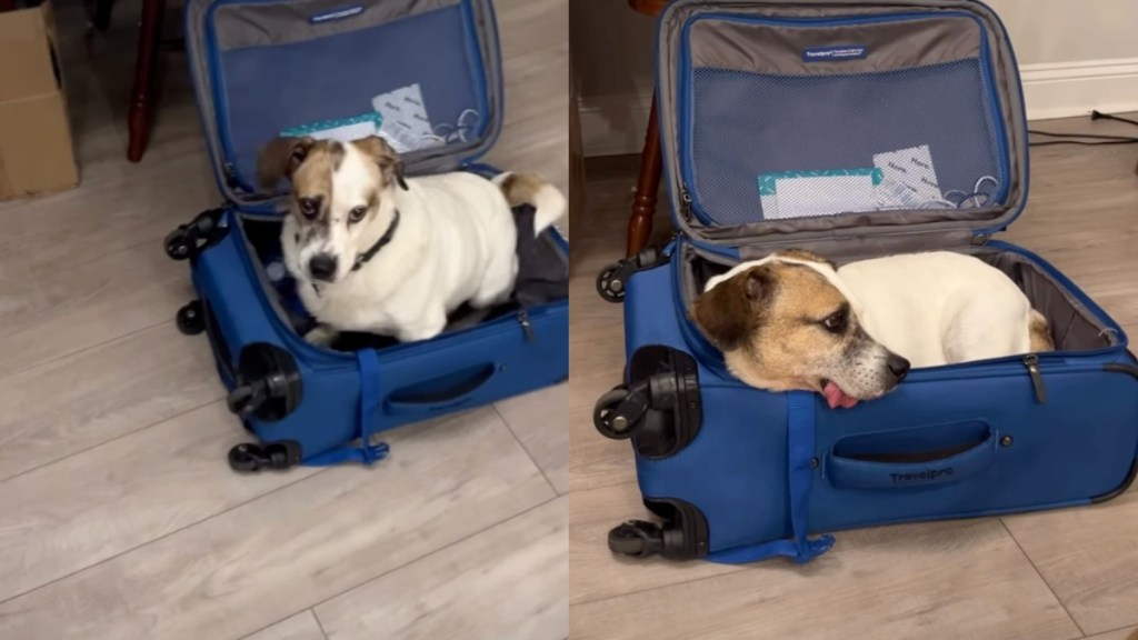 tripod rescue dog