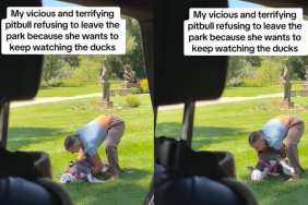 Everyone Is Afraid of This ‘Vicious’ Rescue Dog, Until They See Why He Won’t Leave the Park