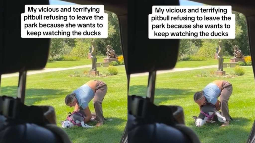 Everyone Is Afraid of This ‘Vicious’ Rescue Dog, Until They See Why He Won’t Leave the Park