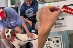 Shelter Dog With a Painful Past Gets the News She’s Been Waiting For