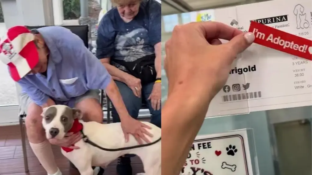 Shelter Dog With a Painful Past Gets the News She’s Been Waiting For