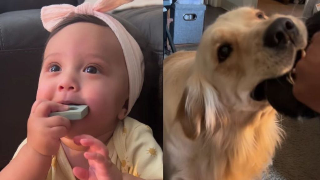 Baby Picks up Golden Retriever’s Toy Habit, but Her Tiny Growl Gives Her Away