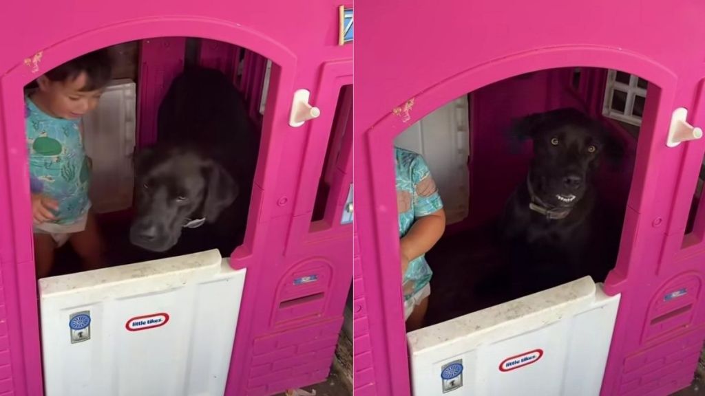 Neighbor’s Dog Does Whatever the Kids Say, So Now He’s Playing House