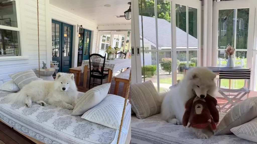 Dog Discovers the Swing Is His Happy Place, but Makes One Adorable Upgrade