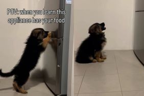 Here's What Happens When a Puppy Realizes the Food Is Kept in a Fridge