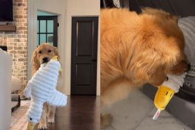 Golden Retriever Carries Freshly Washed Duck Plushie Around the House Like Nothing Else Matters
