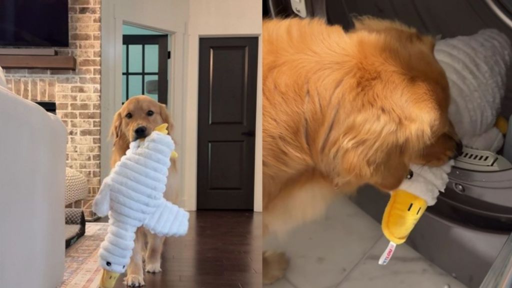 Golden Retriever Carries Freshly Washed Duck Plushie Around the House Like Nothing Else Matters