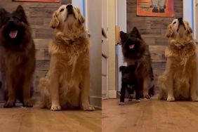 Dogs Stand Guard So Their Special-Needs Furry Sister Can Safely Pass Through the Hallway