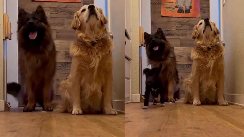 Dogs Stand Guard So Their Special-Needs Furry Sister Can Safely Pass Through the Hallway