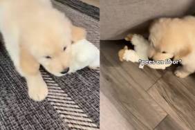 Golden Retriever Puppy Soaks up Compliments, but Then Gives Owner an Instant Reality Check