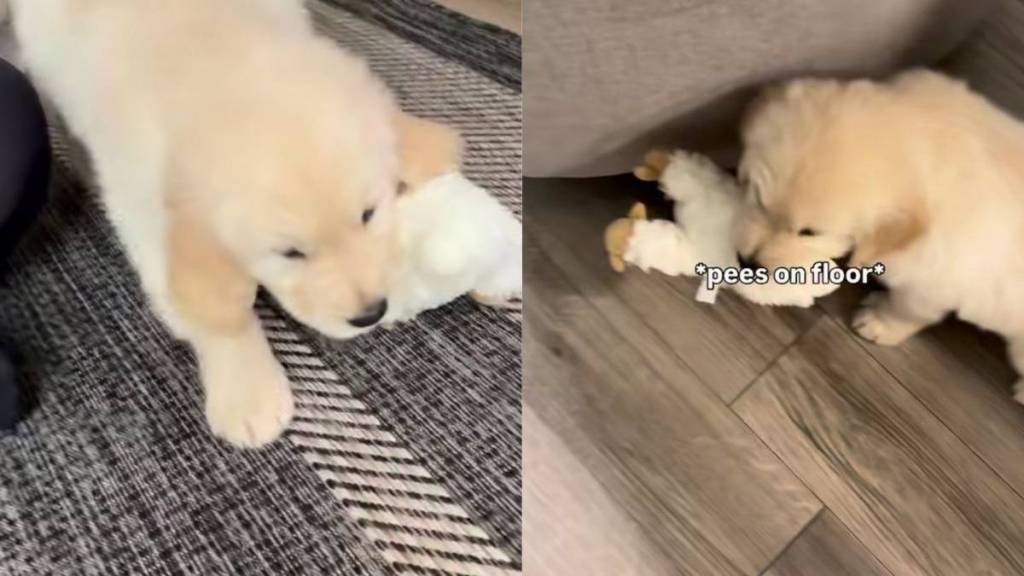 Golden Retriever Puppy Soaks up Compliments, but Then Gives Owner an Instant Reality Check