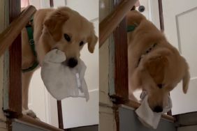 Golden Retriever Invents His Own Version of Fetch With a Little Hide-and-Seek Twist