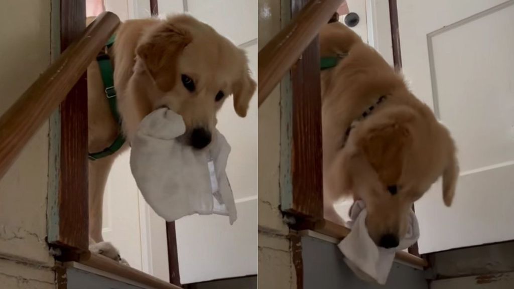 Golden Retriever Invents His Own Version of Fetch With a Little Hide-and-Seek Twist