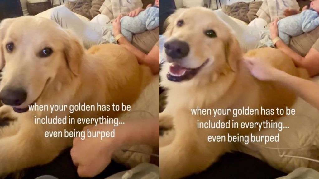Golden Retriever Watches Baby Get Burped, Then Makes It Clear She Wants the Same Treatment