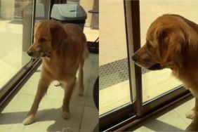 Golden Retriever Sees Something Flying Outside, but His Reaction Is Way Bigger Than the Threat