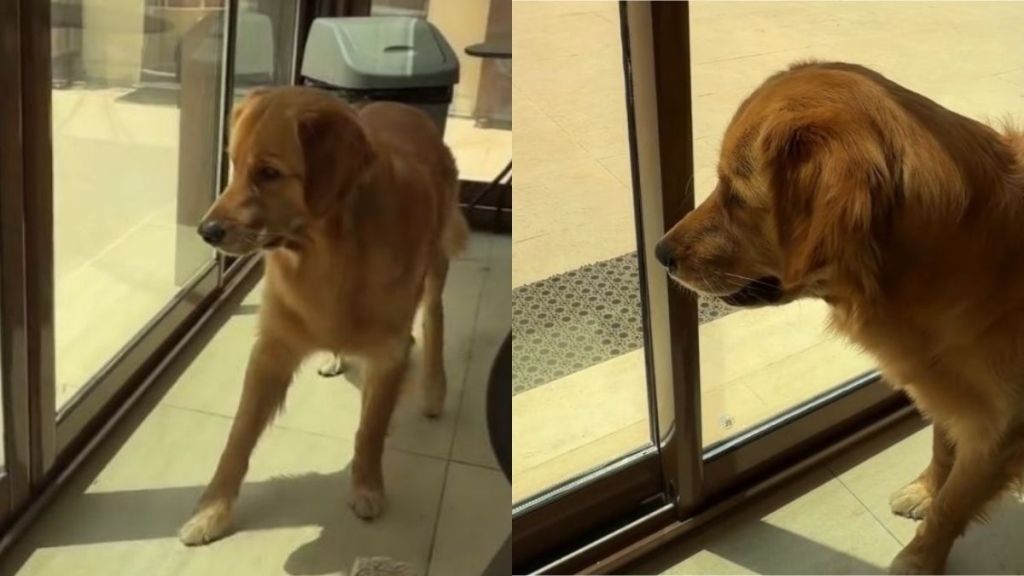 Golden Retriever Sees Something Flying Outside, but His Reaction Is Way Bigger Than the Threat