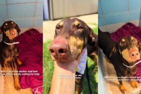 Shelter Dog Remains the Sweetest Soul Despite Her Pain, Quietly Seeking Help