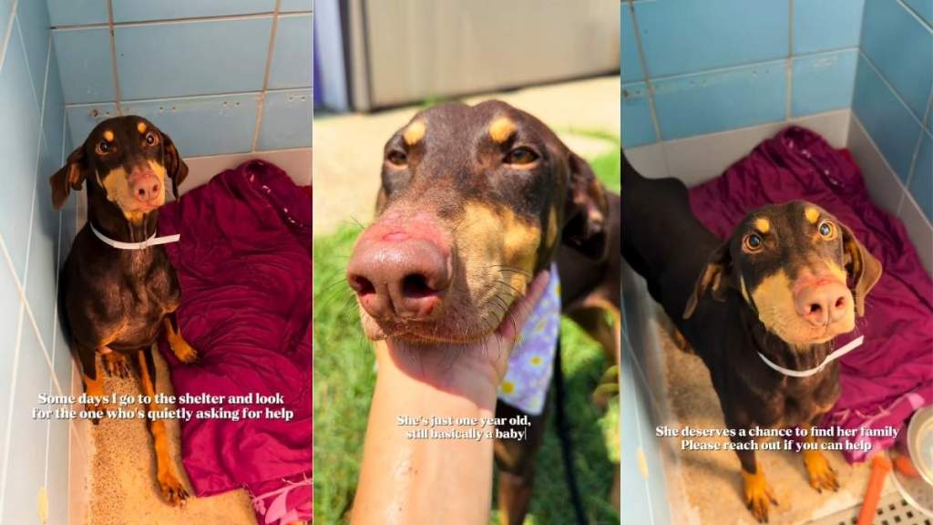 Shelter Dog Remains the Sweetest Soul Despite Her Pain, Quietly Seeking Help