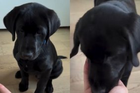 Labrador Puppy Practices Impulse Control but the Struggle Is Adorable