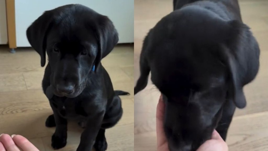 Labrador Puppy Practices Impulse Control but the Struggle Is Adorable