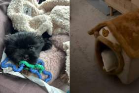 Dog Throws Wild Rager in His Little House, but Human Can Only Watch