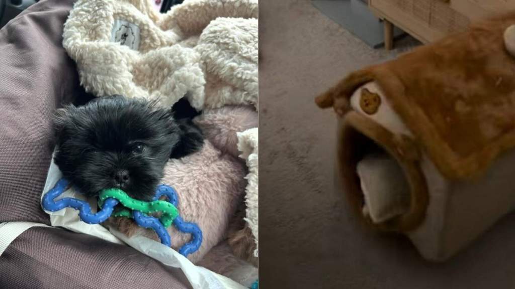 Dog Throws Wild Rager in His Little House, but Human Can Only Watch