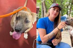 Longest-Resident Shelter Dog Watches Countless Others Leave, Still Waits To Be Chosen