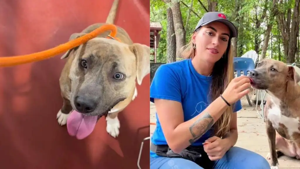 Longest-Resident Shelter Dog Watches Countless Others Leave, Still Waits To Be Chosen