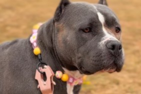 Nobody Plays With Rescue Dog Seen as Aggressive, Until a Playdate Turns Into Something Beautiful