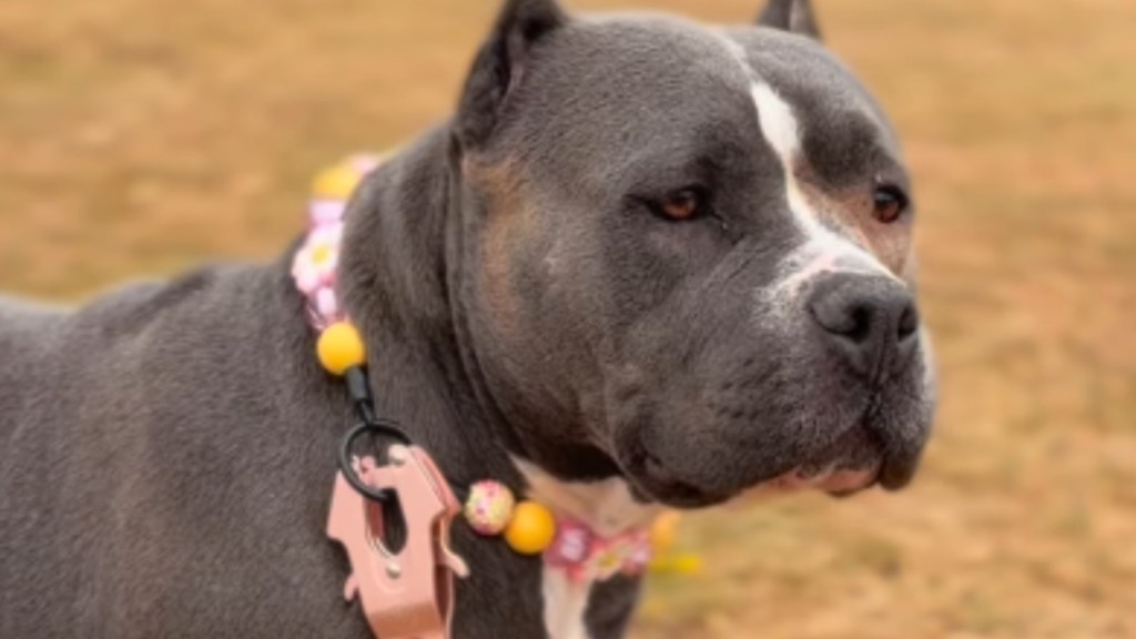 Nobody Plays With Rescue Dog Seen as Aggressive, Until a Playdate Turns Into Something Beautiful