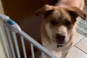 Dog Needs Time to Trust Her New Walker, but One Look at the End Says It All