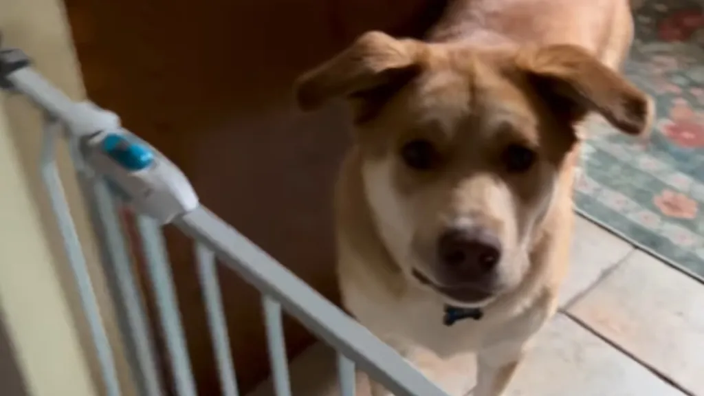 Dog Needs Time to Trust Her New Walker, but One Look at the End Says It All