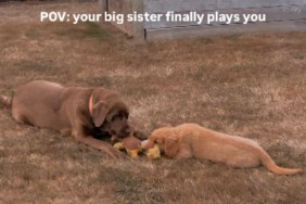 Golden Retriever Puppy Finally Gets Big Sister’s Attention, but Clearly Has Zero Chill