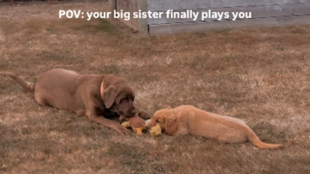 Golden Retriever Puppy Finally Gets Big Sister’s Attention, but Clearly Has Zero Chill
