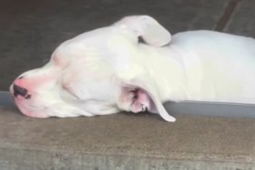 Deaf Shelter Puppy Has Been Returned Twice, Now Waiting for Her Forever Home
