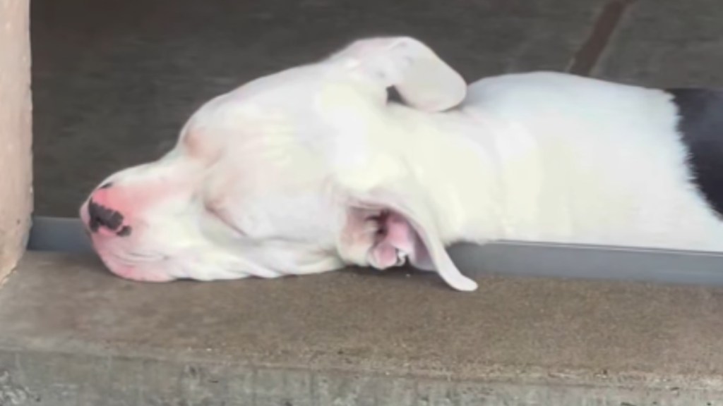 Deaf Shelter Puppy Has Been Returned Twice, Now Waiting for Her Forever Home