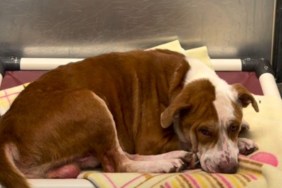 Shelter Dog Hopes the Right Person Finds Him With a Promise To Make Them ‘Unbelievably Happy’