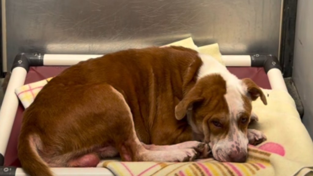 Shelter Dog Hopes the Right Person Finds Him With a Promise To Make Them ‘Unbelievably Happy’