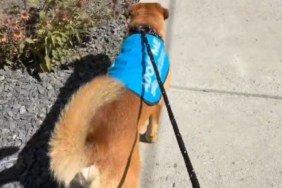 Shelter Dog Gives Human a Warm Hug After Having a Fun Day Outside His Kennel