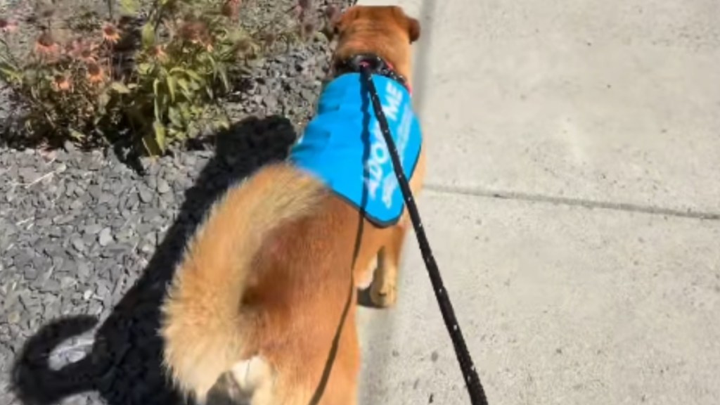 Shelter Dog Gives Human a Warm Hug After Having a Fun Day Outside His Kennel