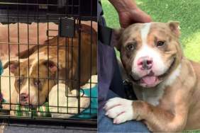 Shelter Dog Waits for Human To Visit Him Every Single Day, Knowing Someone Still Cares Enough