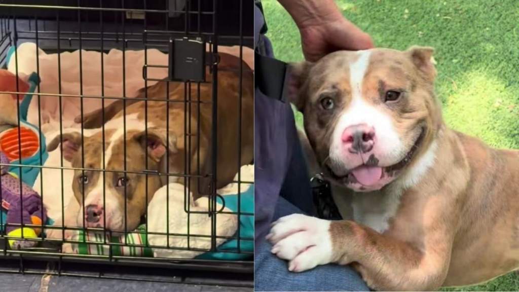 Shelter Dog Waits for Human To Visit Him Every Single Day, Knowing Someone Still Cares Enough
