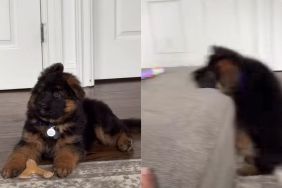 Puppy Looks at Big Sister Like a Hero, but Following Her Lead Does Not Go To Plan
